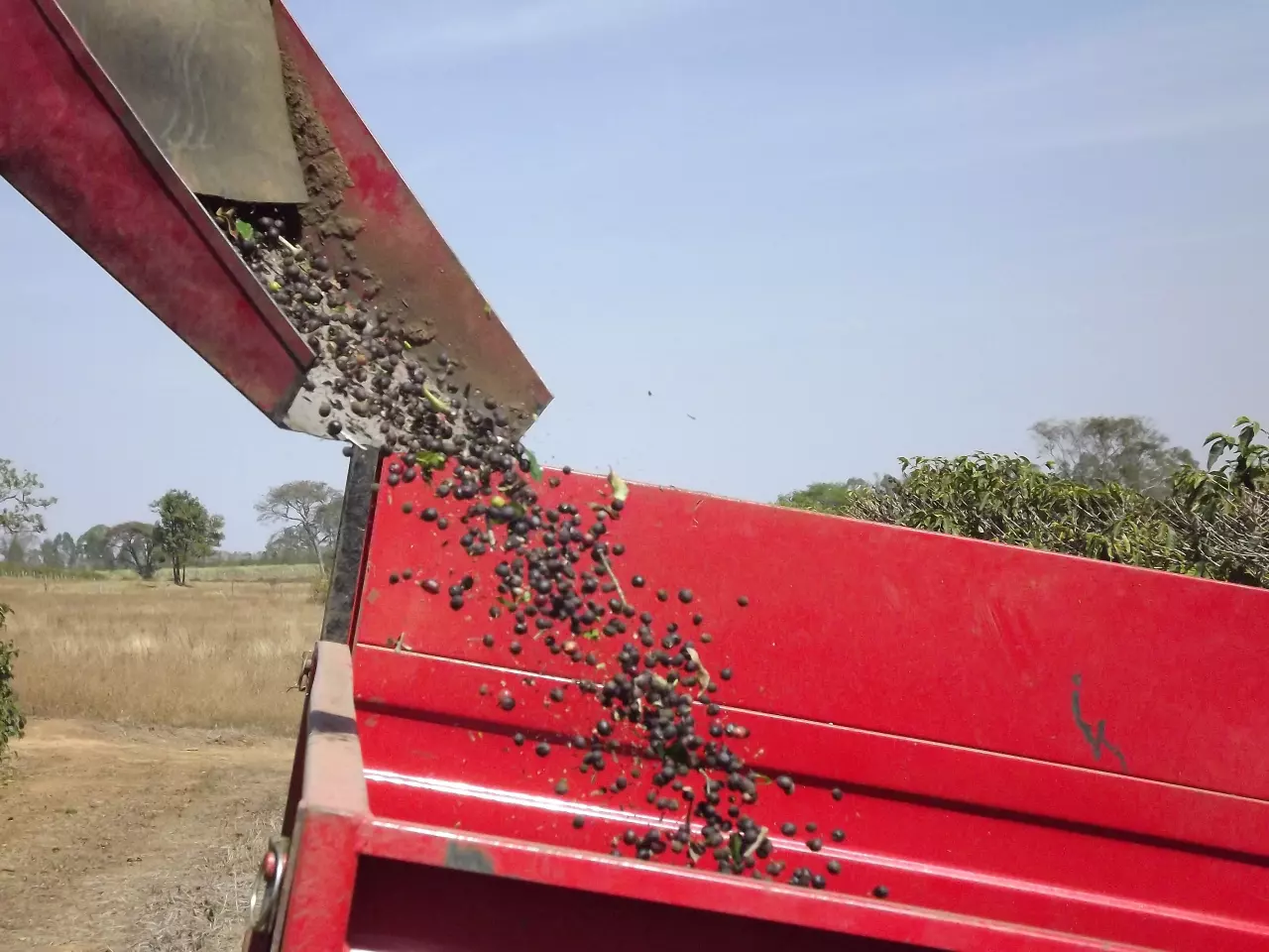 Colheita mecanizada de café em área de Cerrado — imagem ilustrativa da vocação agrícola da região